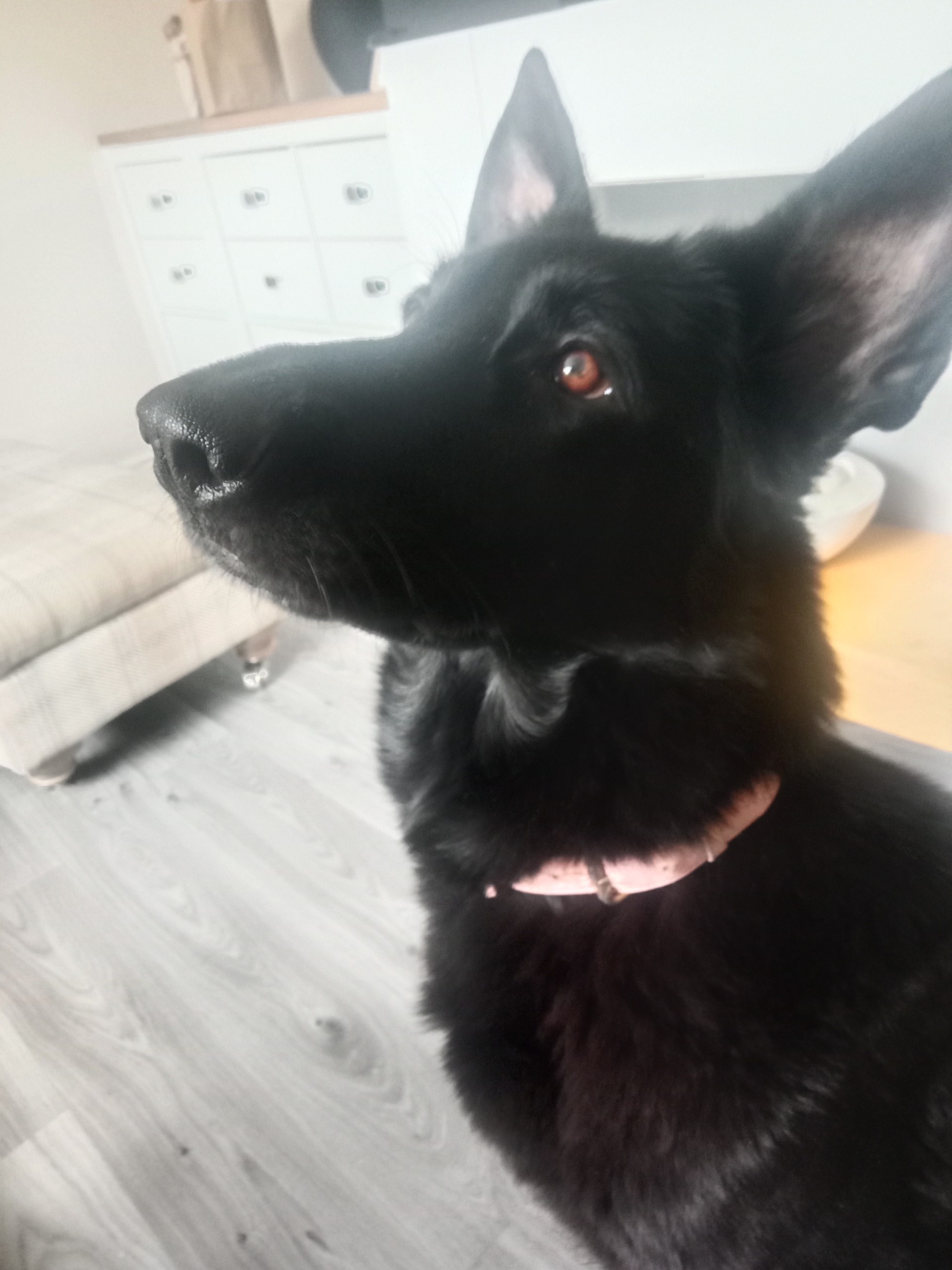 NALA - KENT